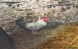Chickens poultry for sale: Cockerels  - Image 4