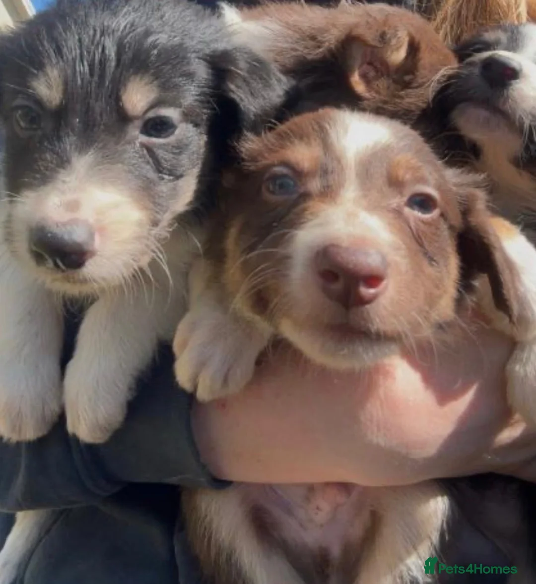 Border Collie dogs for sale: Beautiful border collies for sale - Advert 5