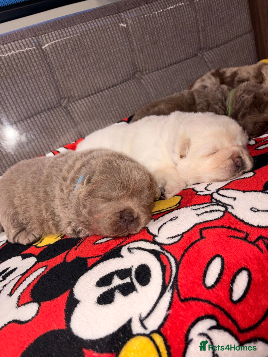 Chow Chow dogs for sale: Merle Chow chow puppies  - Advert 9