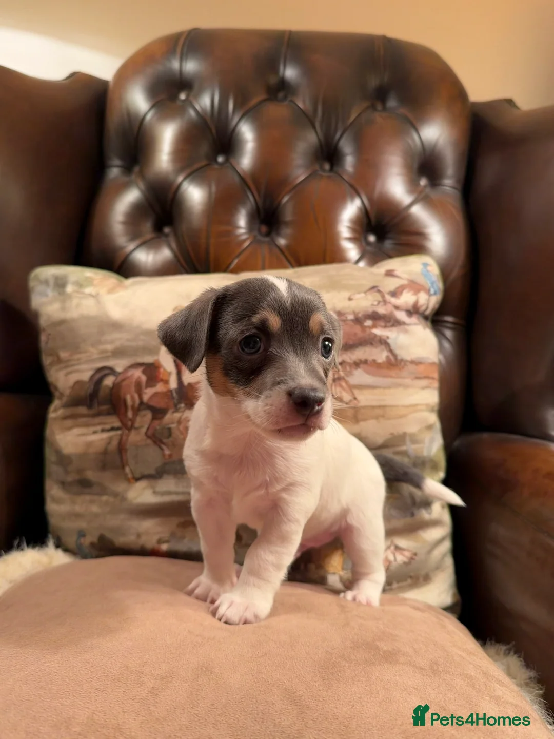 Jack Russell dogs for sale: Perfect Blue and Blue Merle Jack Russell Puppies - Advert 35
