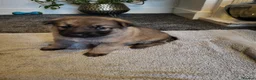 German Shepherd dogs for sale: German Shepherd pups Straight back KC registered - Advert 35
