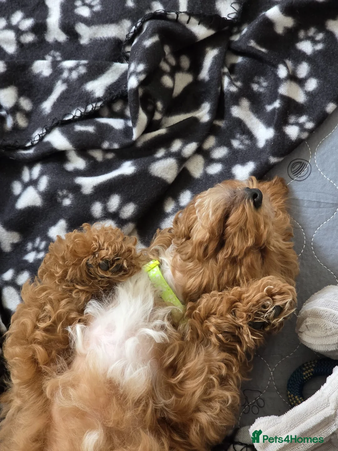 Cavapoo dogs for sale:  1 boy remaining. Health tested stunning cavapoos - Advert 25