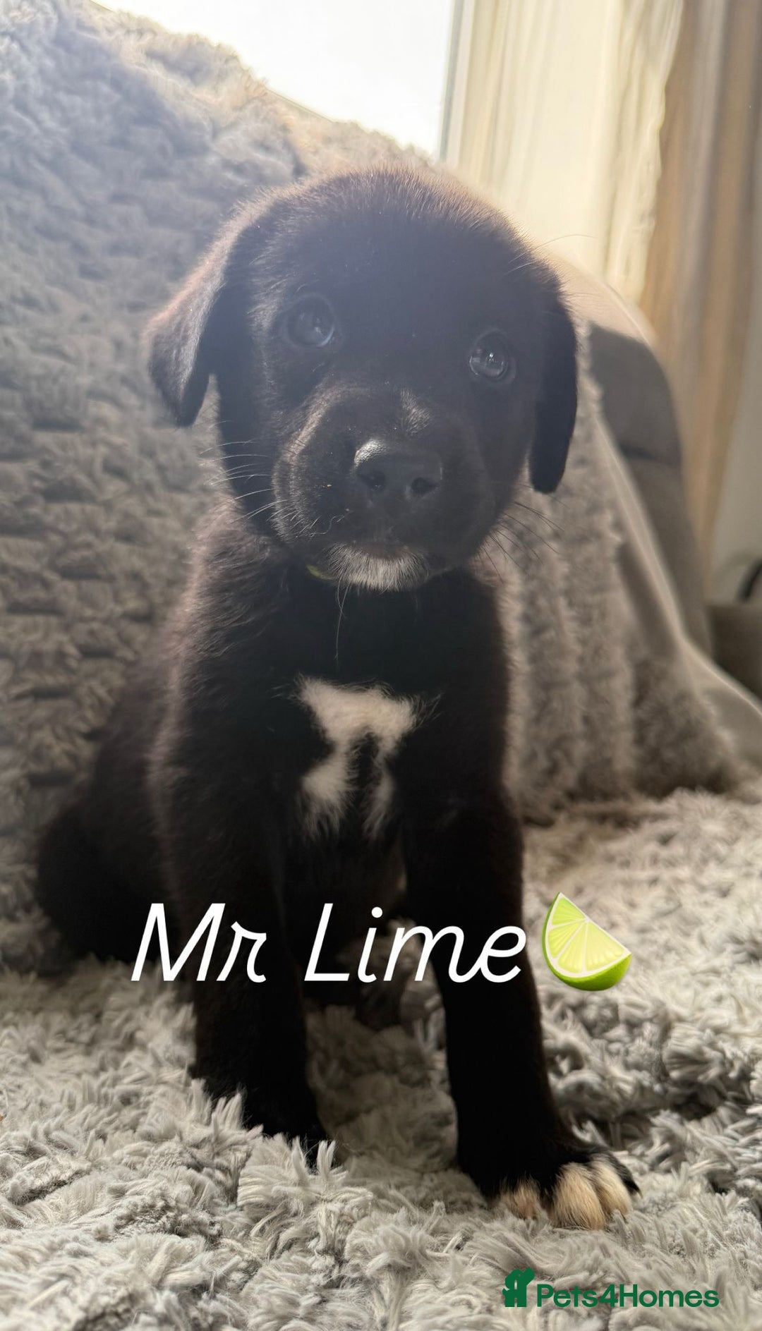 Mixed Breed dogs for sale: All black rare huskypoo - Image 2