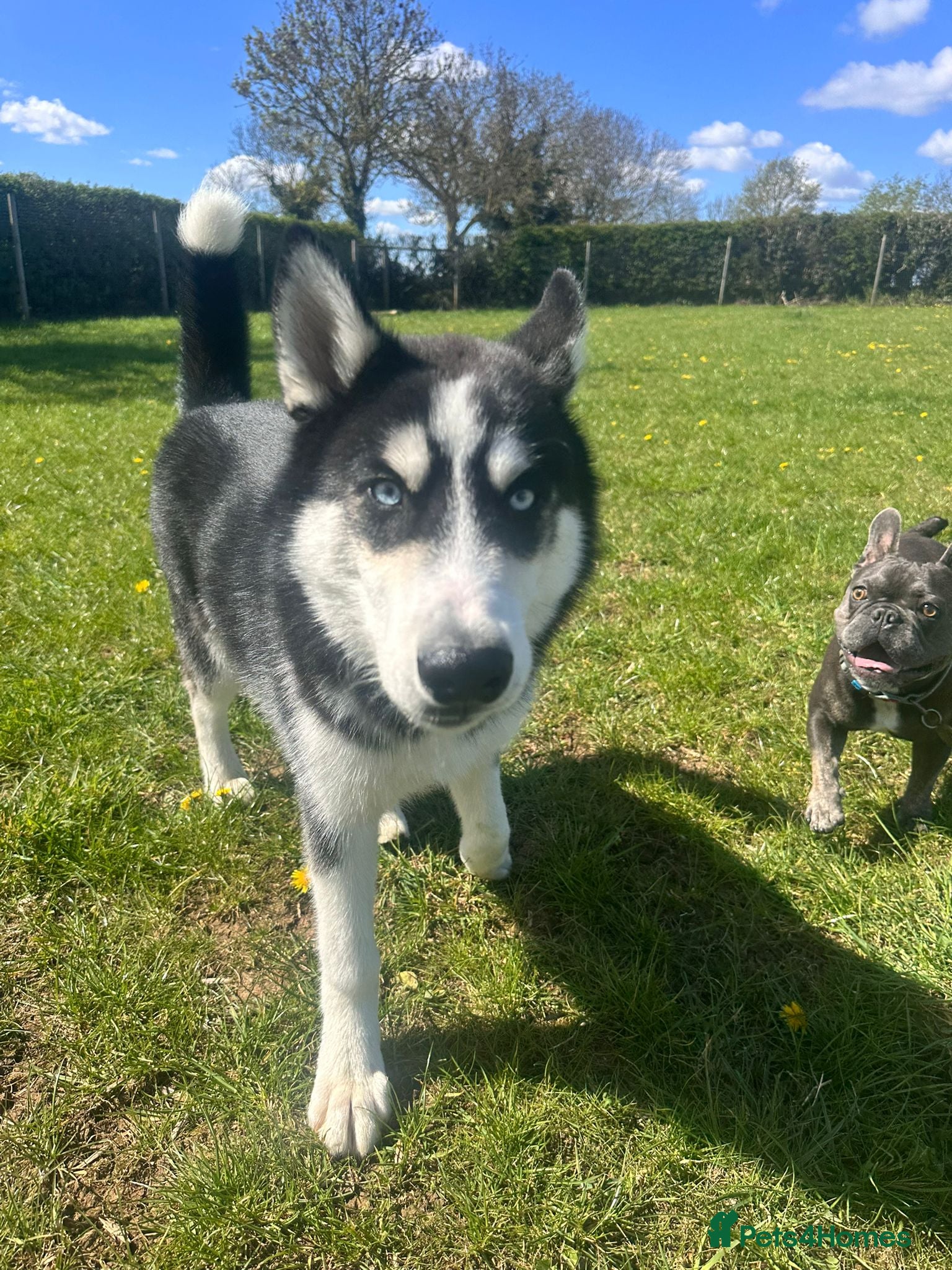 Siberian Husky dogs 6 month old Husky - Advert 10