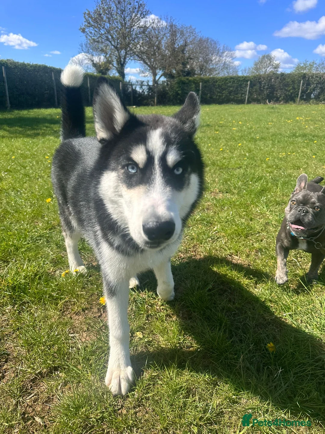 Siberian Husky dogs for sale: 6 month old Husky in Stamford - Advert 1