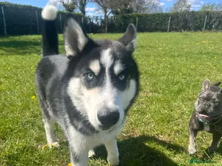 Siberian Husky dogs 6 month old Husky - Advert 10