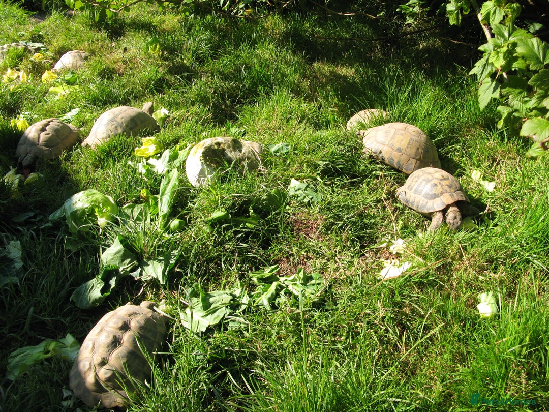 Hermann Tortoise reptiles for sale: Baby Hermann & Spur-thigh Tortoises for sale - Advert 11