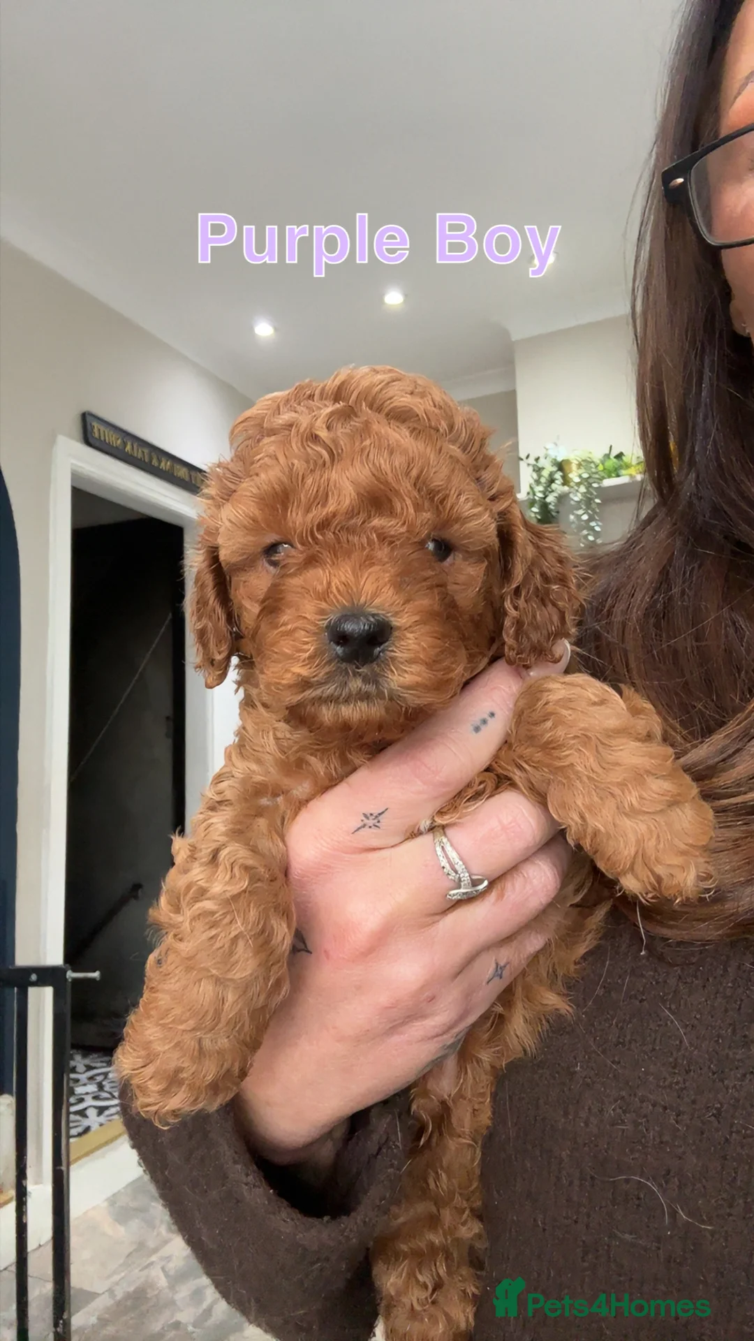 Cavapoo dogs for sale: 🐶Perfect Toy Cavapoos (Health Tested)🐶 - Advert 12