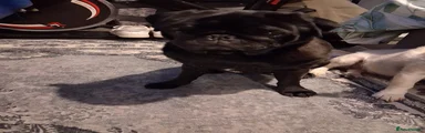 Pug 