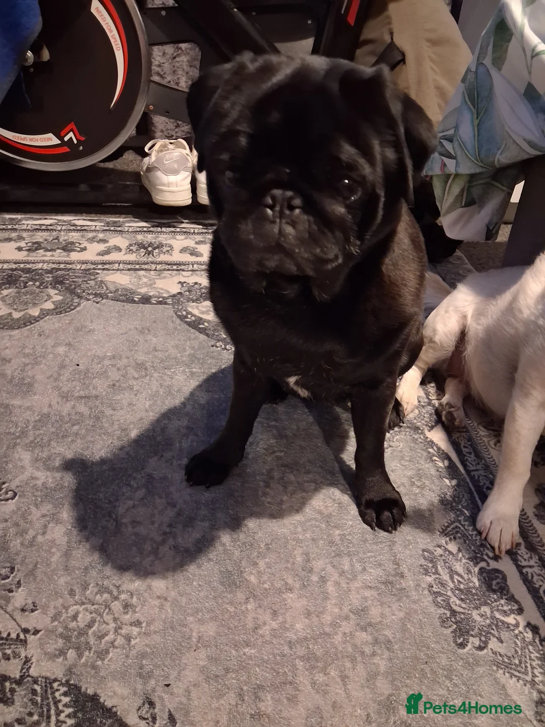 Pug dogs for sale: Male pug  in Ipswich - Advert 2