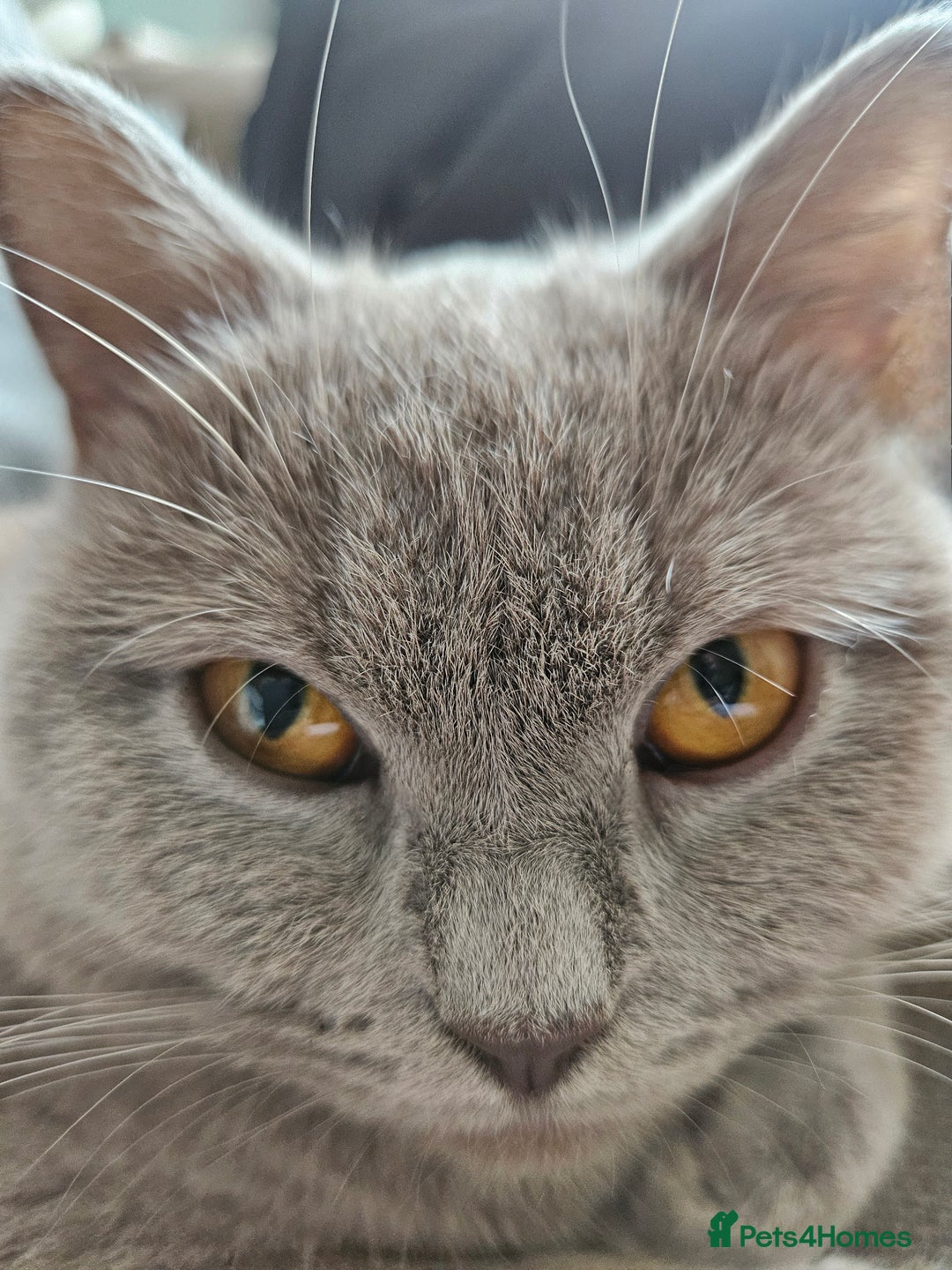 British Shorthair cats for sale: Lilac British Shorthair Girl - 20 mths - Advert 5