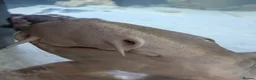 Sharks fish for sale: Banded bamboo shark - Advert 2