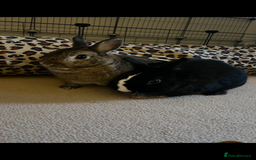 Netherland Dwarf rabbits for sale: Netherland dwarf rabbits for adoption - Image 2