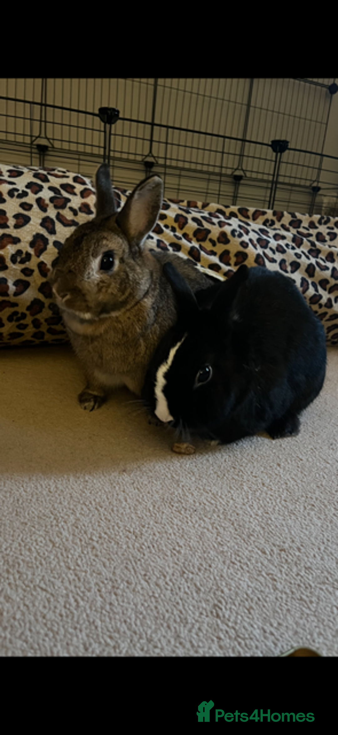 Netherland Dwarf rabbits for sale: Netherland dwarf rabbits for adoption - Image 2
