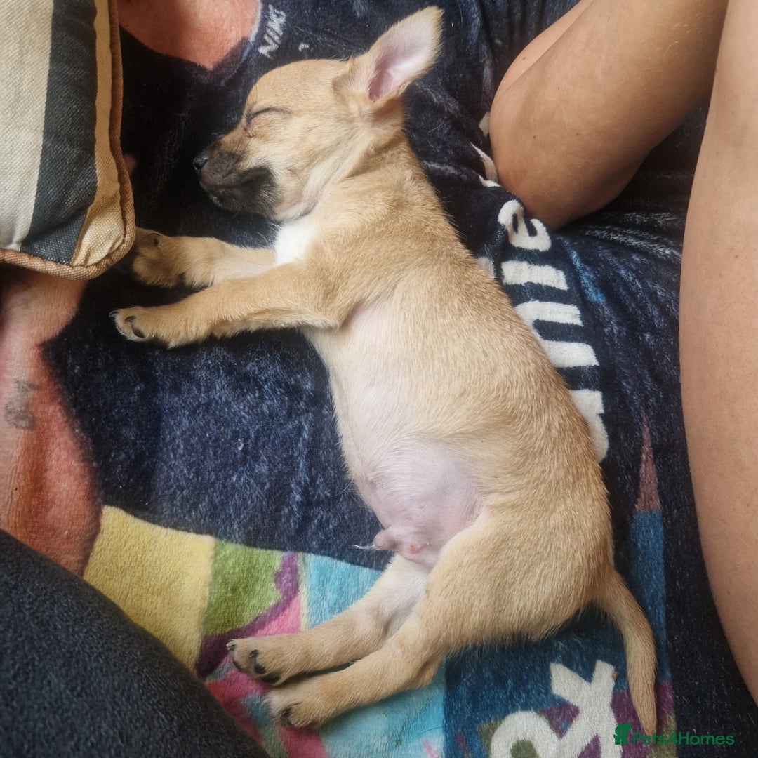 Chihuahua dogs for sale: Beautiful little boy  - Image 6