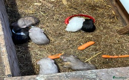 Guinea Pig rodents for sale: Baby guinea pigs - Image 3