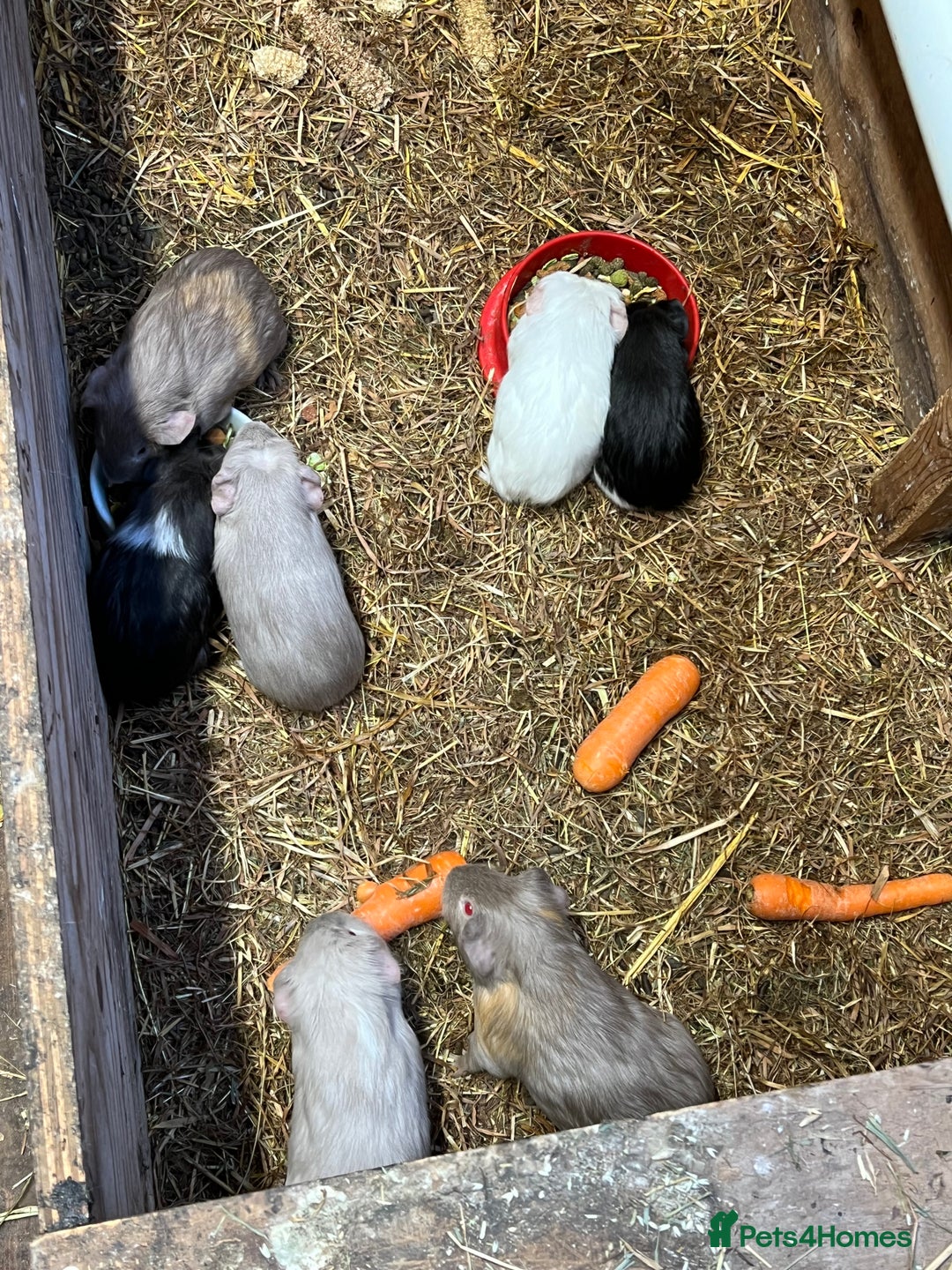 Guinea Pig rodents for sale: Baby guinea pigs - Image 3