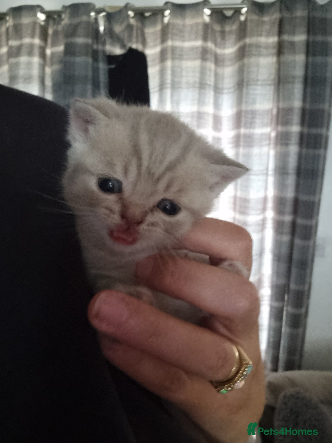 British Shorthair cats for sale: Beautiful British shorthair babies  - Image 4