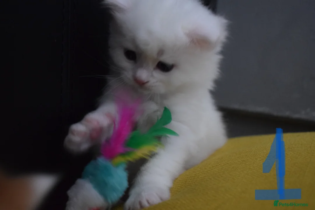 Mixed Breed cats for sale: Fluffy half ragdoll kittens available for sale - Advert 4