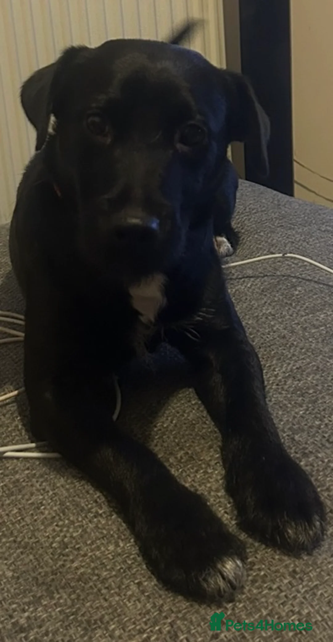 Mixed Breed dogs for stud: Patterjack male for stud  - Advert 2