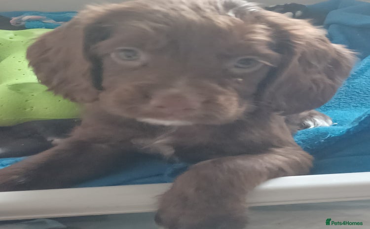 Cocker Spaniel dogs - Advert 16