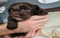 Cockapoo dogs for sale: F1 Cockapoo Puppies. Thick Coats. DNA tested - Image 23