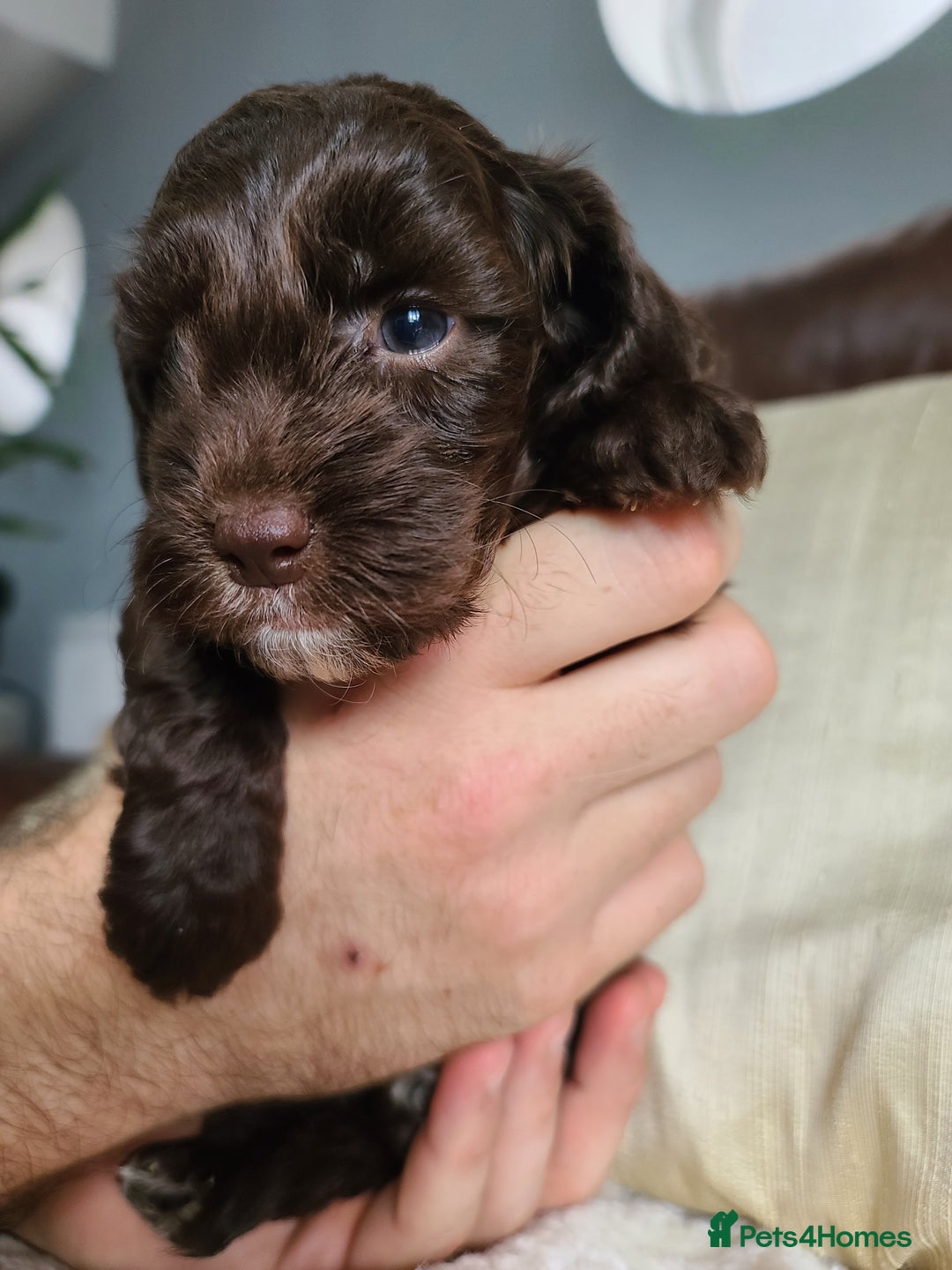 Cockapoo dogs for sale: F1 Cockapoo Puppies. Thick Coats. DNA tested - Image 23