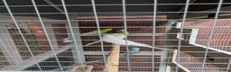 Budgerigars birds for sale: Aviary of Healthy Mixed Budgies/Selling The Group in Leicester - Advert 4