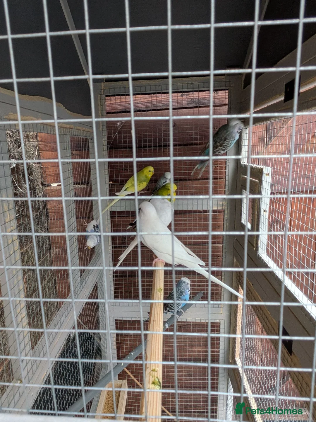 Budgerigars birds for sale: Aviary of Healthy Mixed Budgies/Selling The Group in Leicester - Advert 4