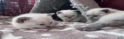 British Shorthair cats for sale: GCCF Registered chunky Colourpoints - Advert 7