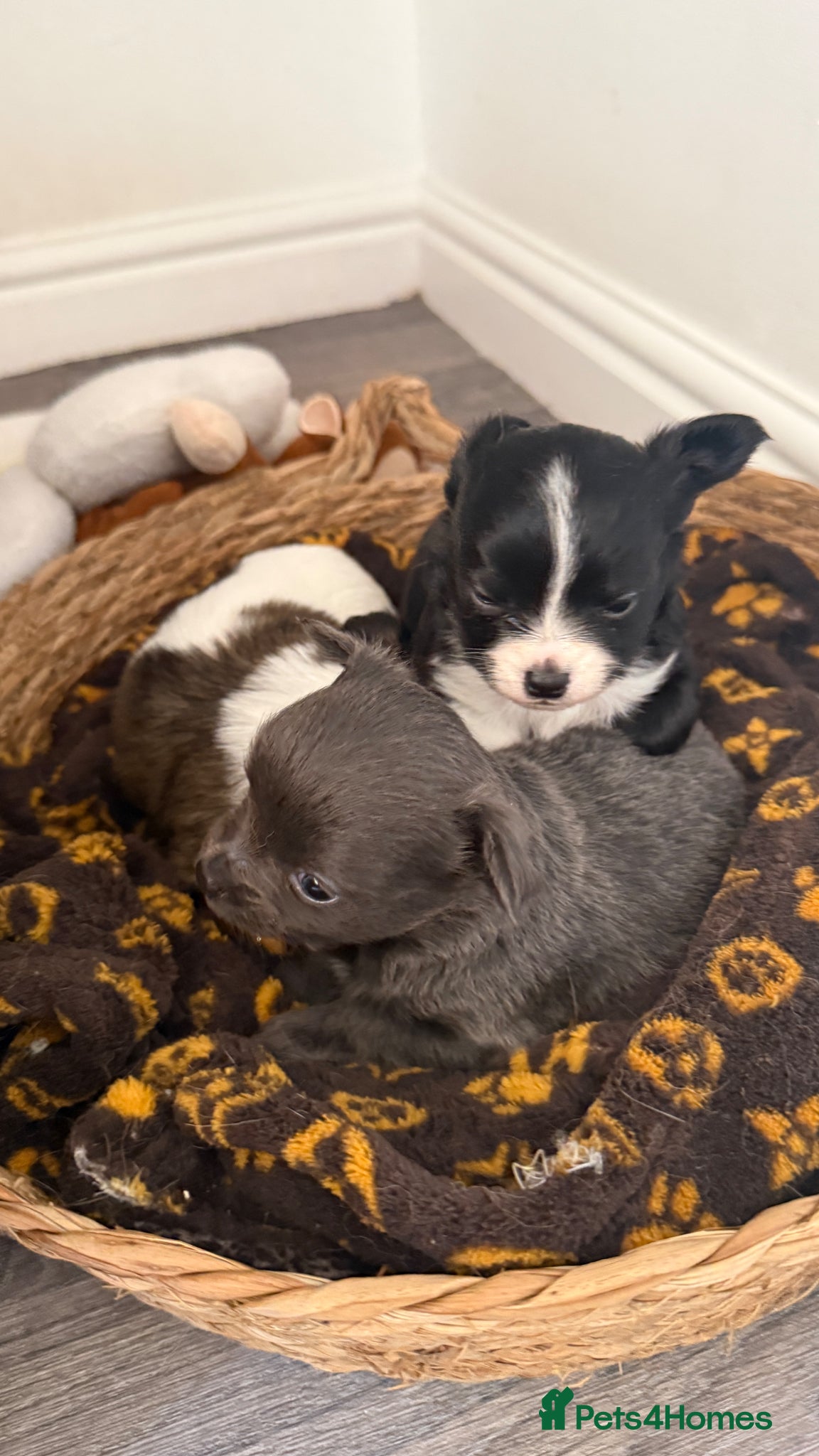 Chihuahua dogs Long haired chihuahua puppies - Advert 12