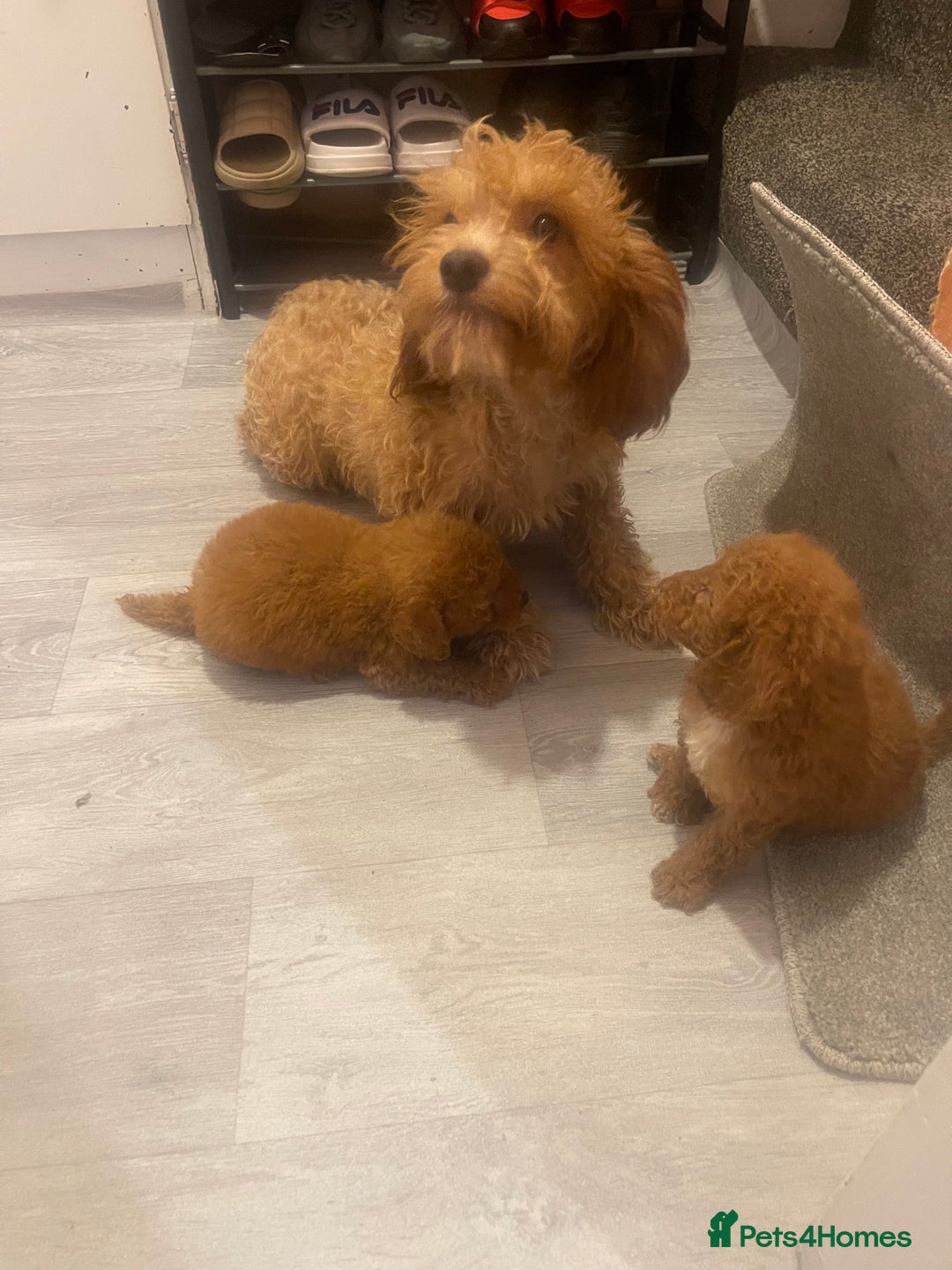 Cavapoo dogs for sale: RED CAVAPOO’S - Image 7