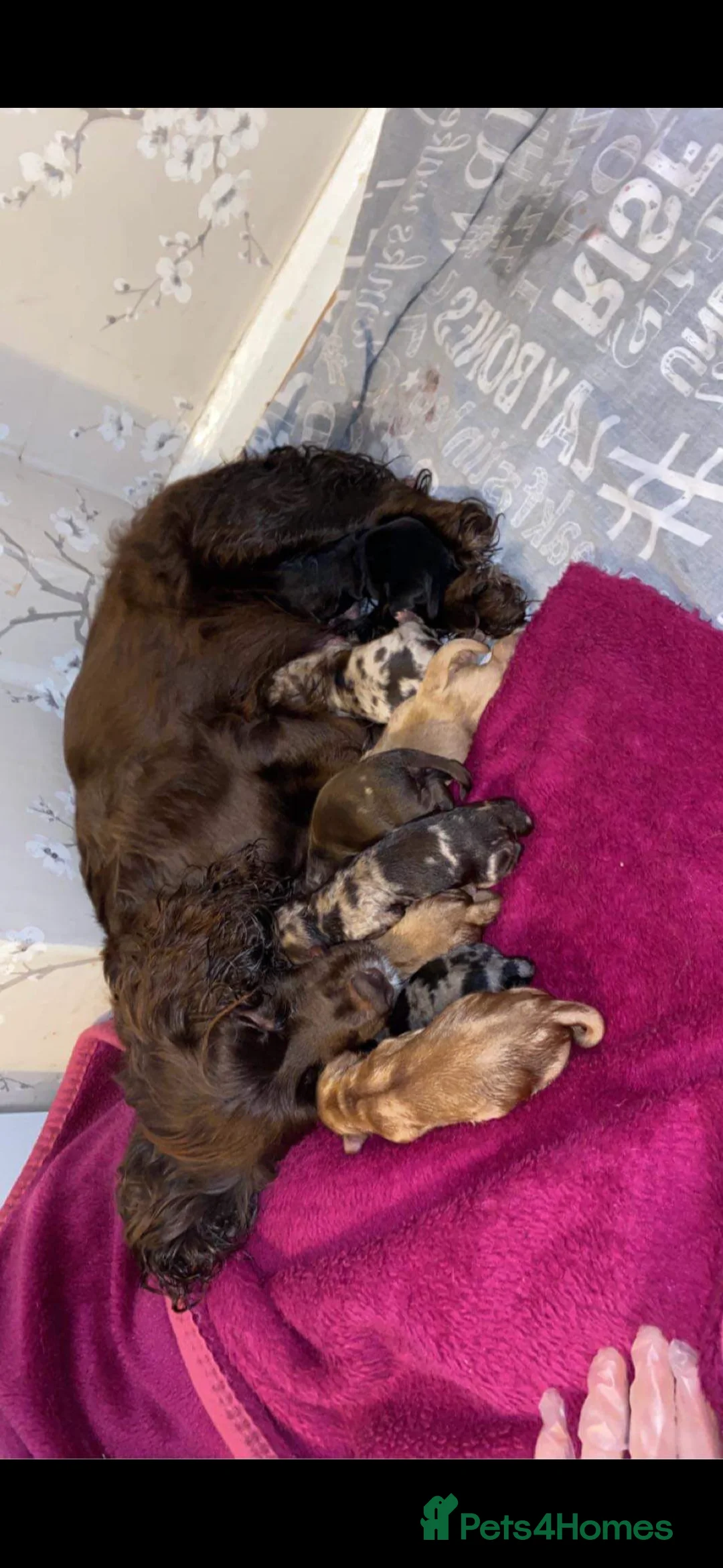 Poodle dogs for stud: Stunning Well Proven Miniature Merle Poodle in Newcastle - Advert 19