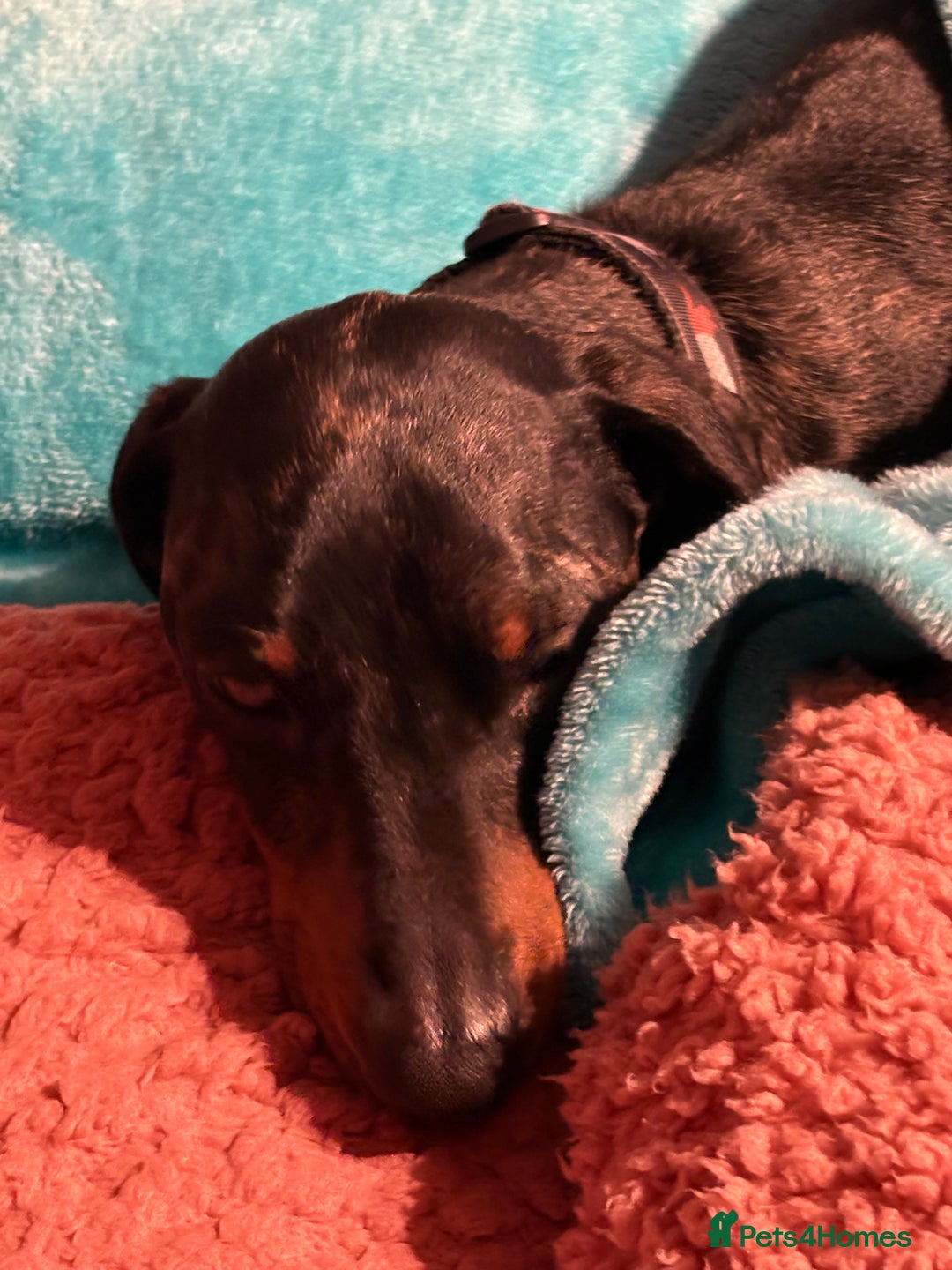 Dachshund dogs for sale: re-homing Miniature smooth-harlequin male Dashund - Advert 7
