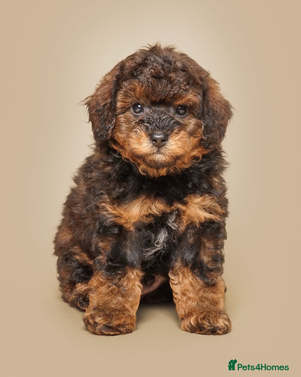 Toy Poodle dogs ✨READY NOW | RARE AGOUTI KC✨ - Advert 11