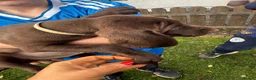 German Shorthaired Pointer dogs for sale: German Shorthaired Pointer puppies  - Advert 6