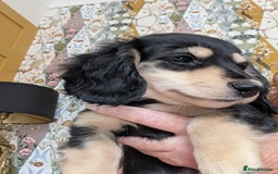 Miniature Dachshund dogs for sale: KC Black and Cream  ready now - Image 6