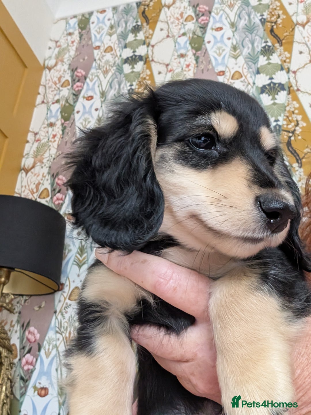 Miniature Dachshund dogs for sale: KC Black and Cream  ready now - Image 6