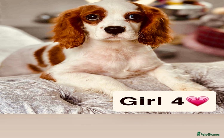 Cavalier King Charles Spaniel dogs - Advert 9
