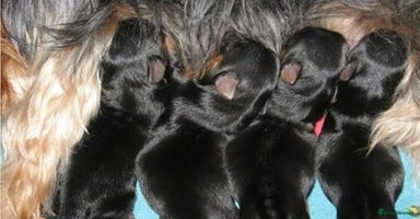 Yorkshire Terrier dogs - Advert 1