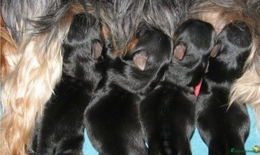 Yorkshire Terrier dogs for sale: Yorkshire Terrier Puppies  - Image 2