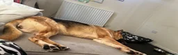 German Shepherd dogs for sale: female german shepherd  in Cannock - Advert 9