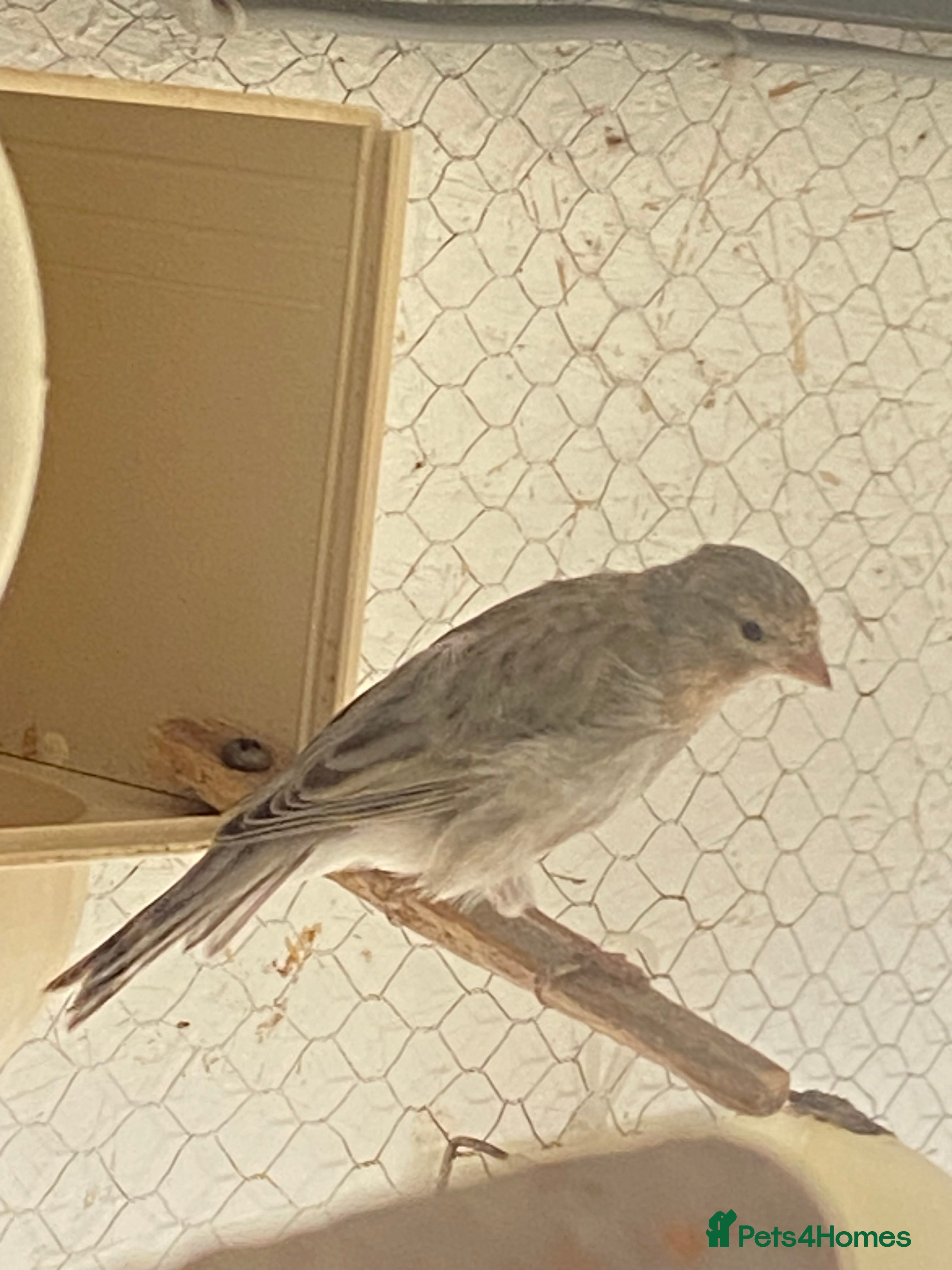 Canaries birds York canary  - Advert 15