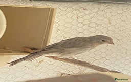Canaries birds for sale: York canary  - Image 1