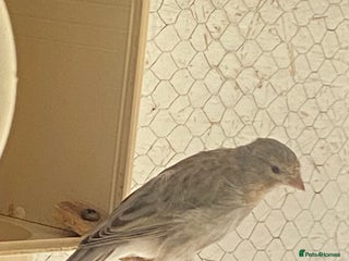 Canaries birds - Advert 14