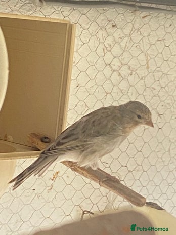 Canaries birds - Advert 13