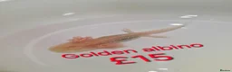 Axolotl reptiles for sale: Axololt Babies - Advert 3