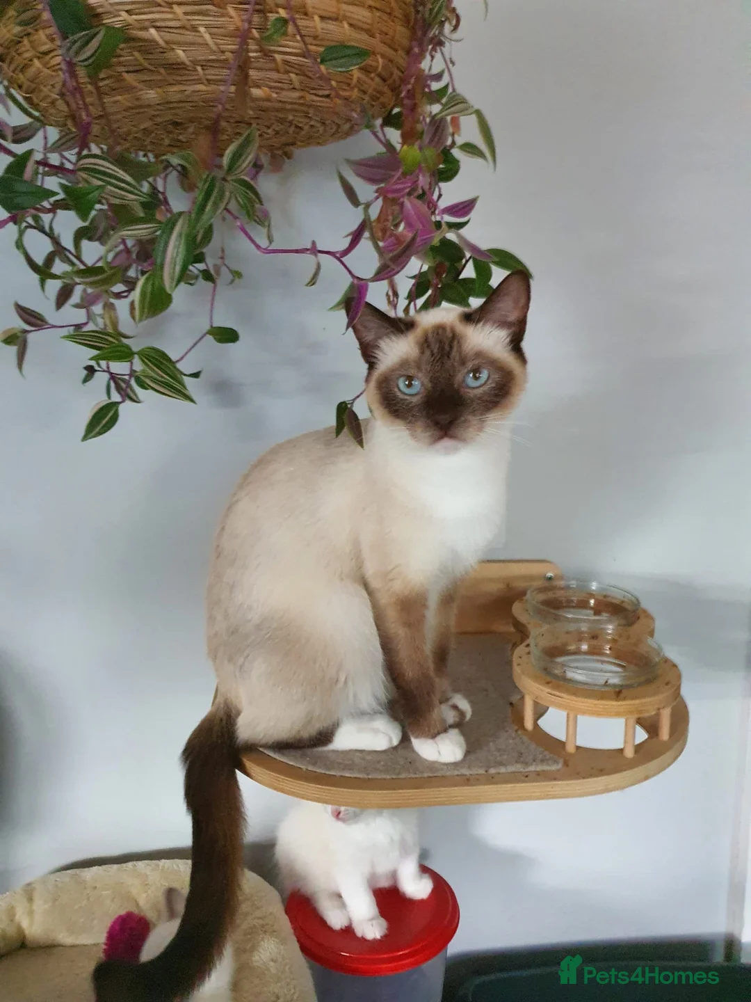Ragdoll cats for sale: Shorthaired Ragdoll Females - very loving!! - Advert 4