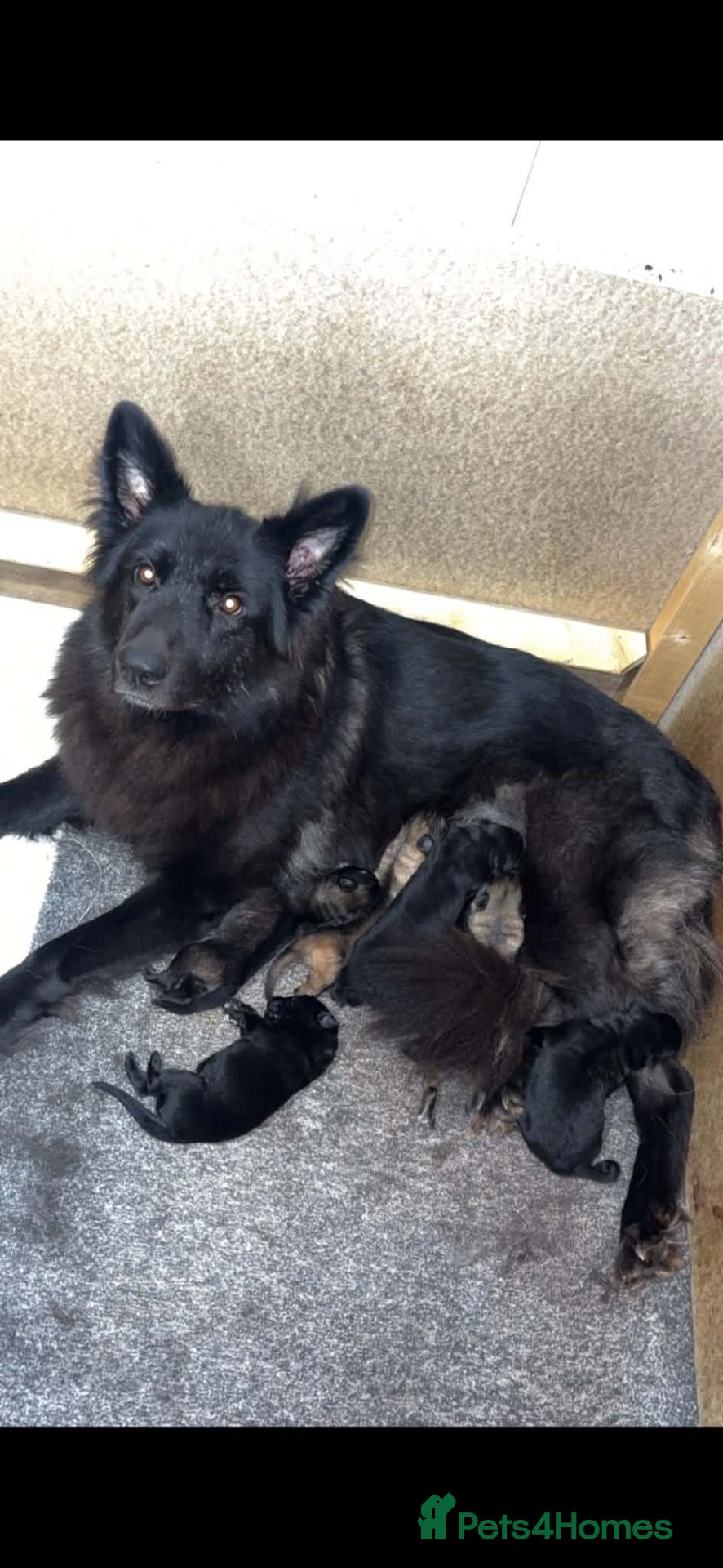 German Shepherd dogs German shepherd puppies  - Advert 1