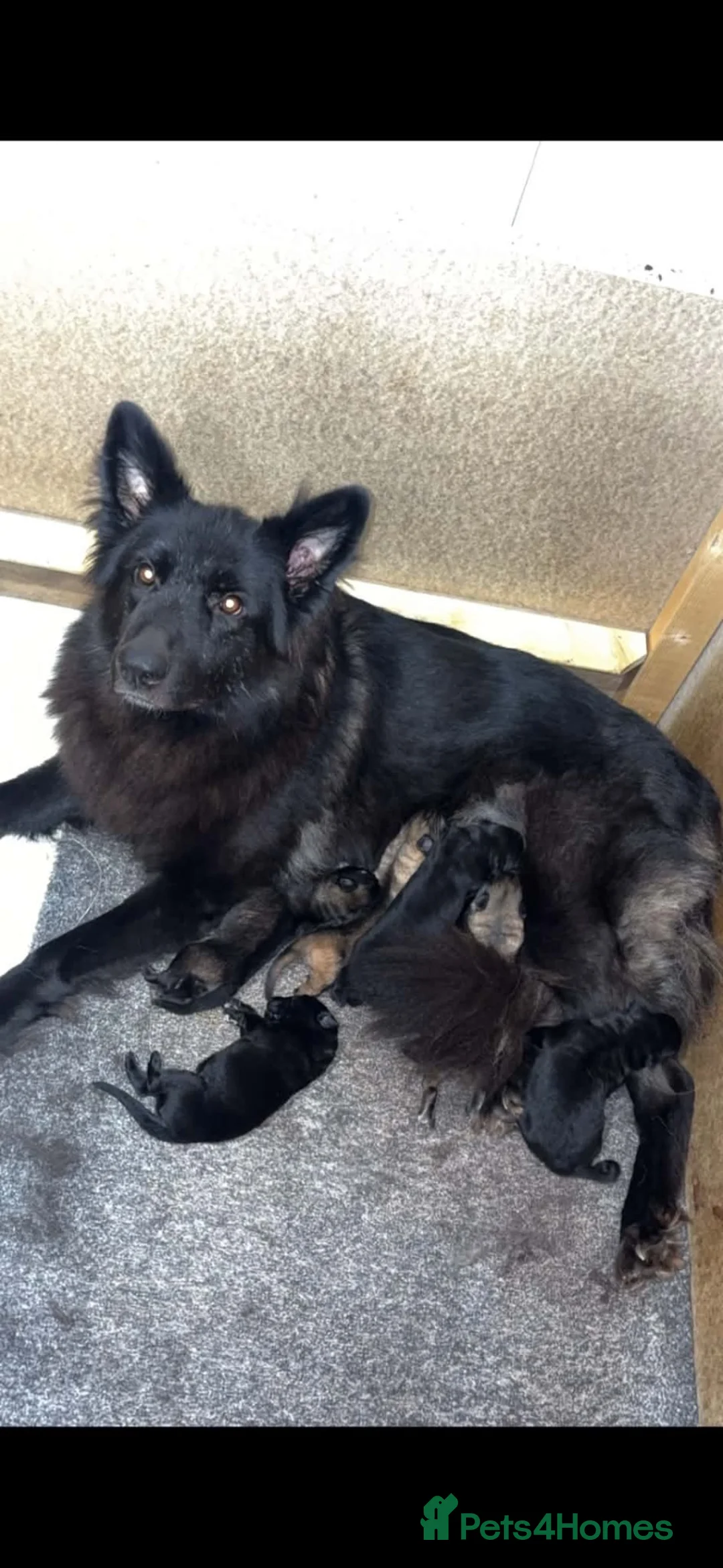 German Shepherd dogs for sale: German shepherd puppies  - Advert 1